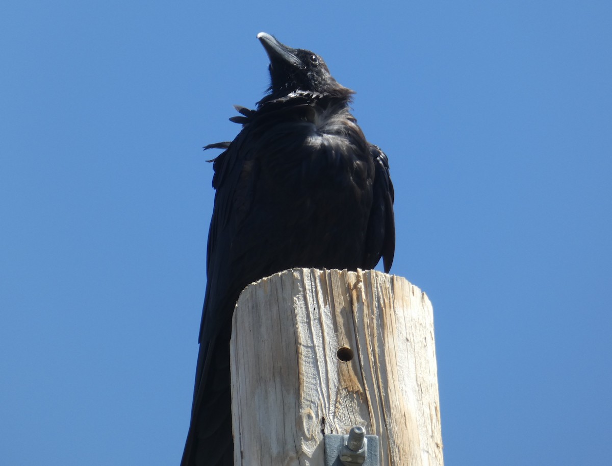 Common Raven - ML260674241