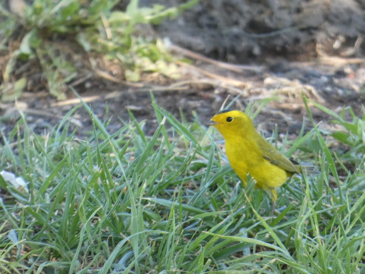 Wilson's Warbler - ML260674451