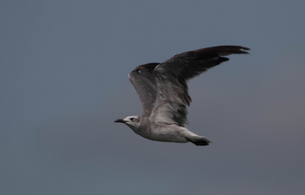 Laughing Gull - Joel Strong