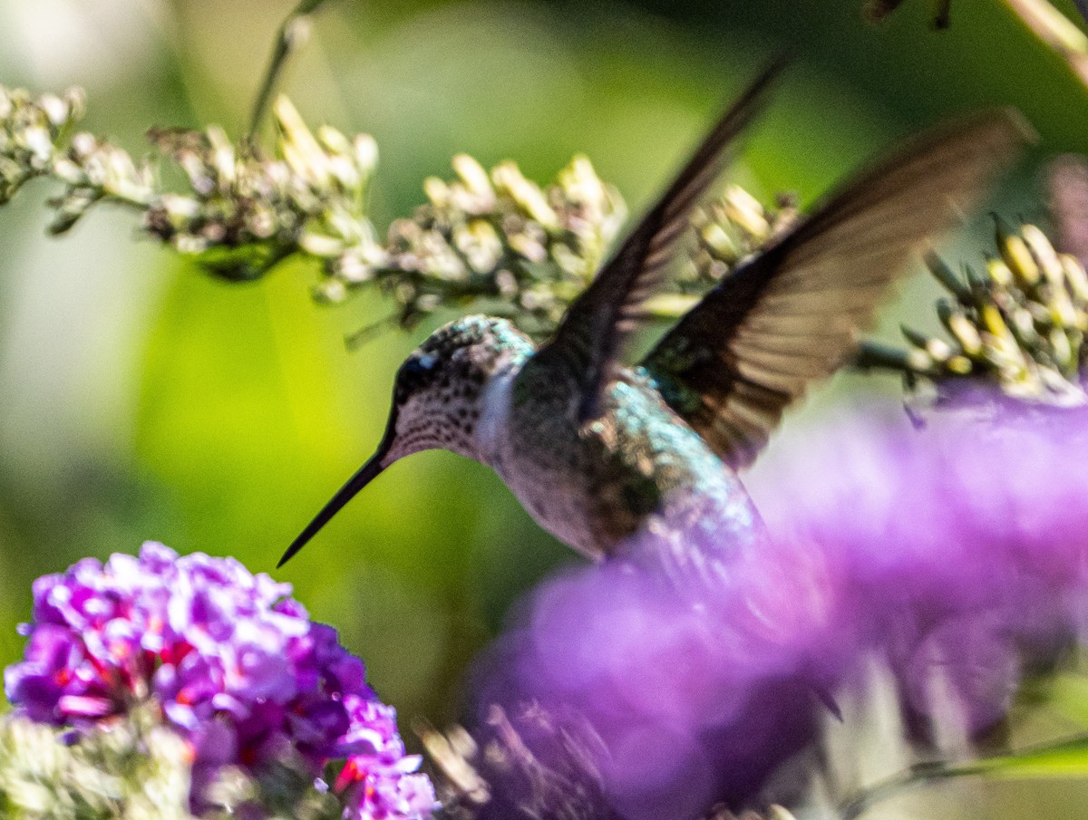 Ruby-throated Hummingbird - ML260675761