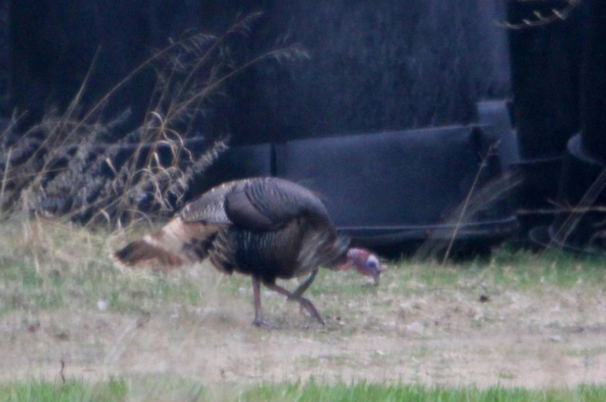 Wild Turkey - Charlotte Croshaw