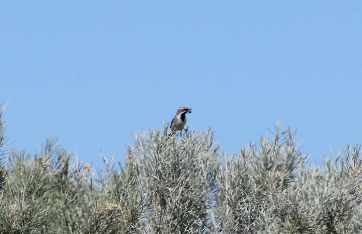 Black-throated Sparrow - ML260676401