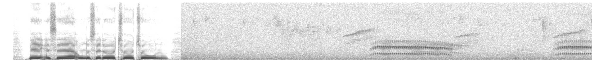 Pale-bellied Tapaculo - ML260677