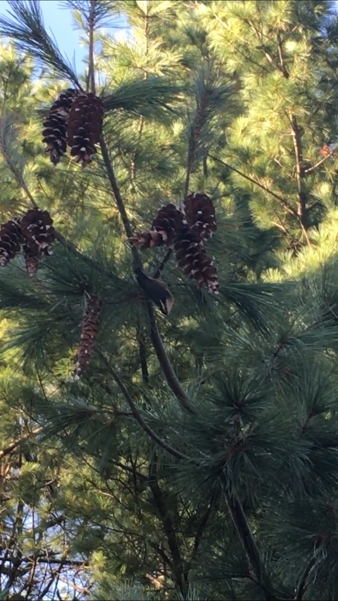 Red-breasted Nuthatch - ML260678131