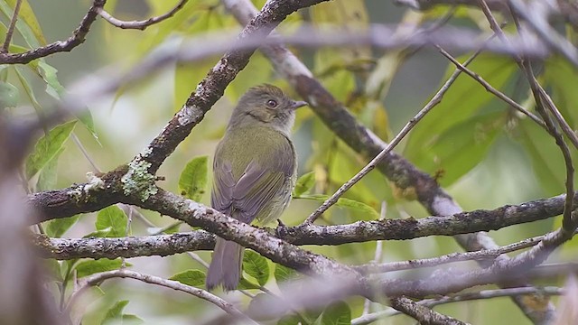 Serra do Mar Tyrant-Manakin - ML260680351