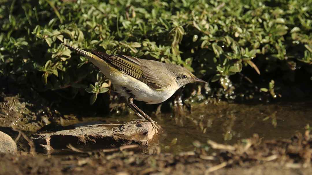 Western Bonelli's Warbler - Francisco Barroqueiro