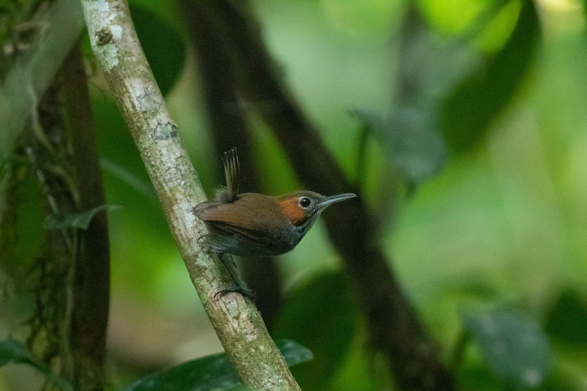 Tawny-faced Gnatwren - ML260681741