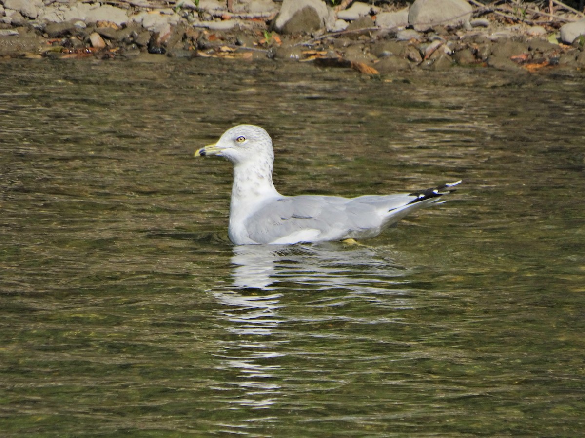 Ring-billed Gull - ML260681871