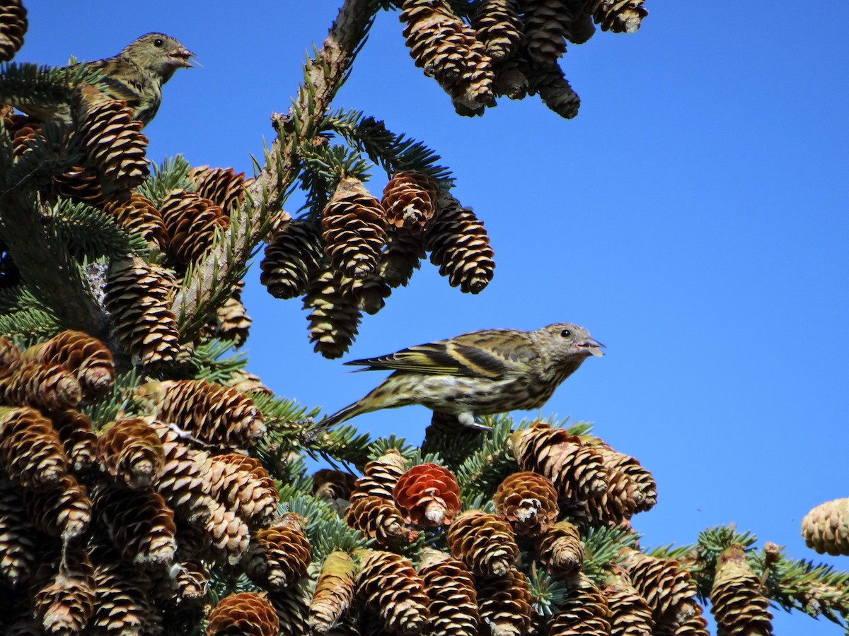 Pine Siskin - ML260682021