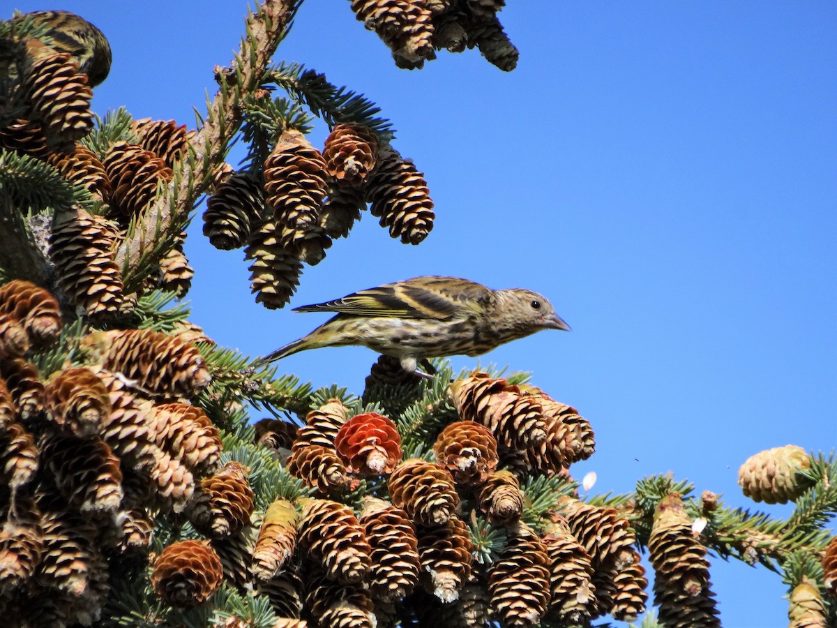 Pine Siskin - ML260682071