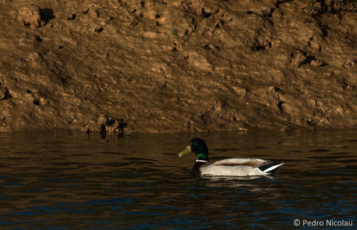 Canard colvert - ML26068271