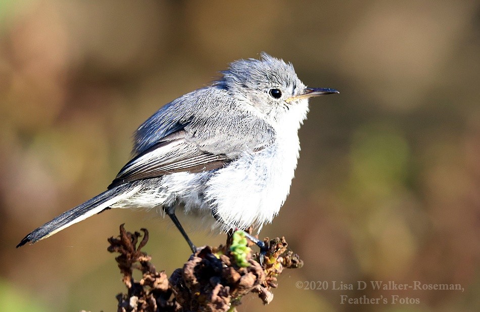 Blue-gray Gnatcatcher - ML260682761