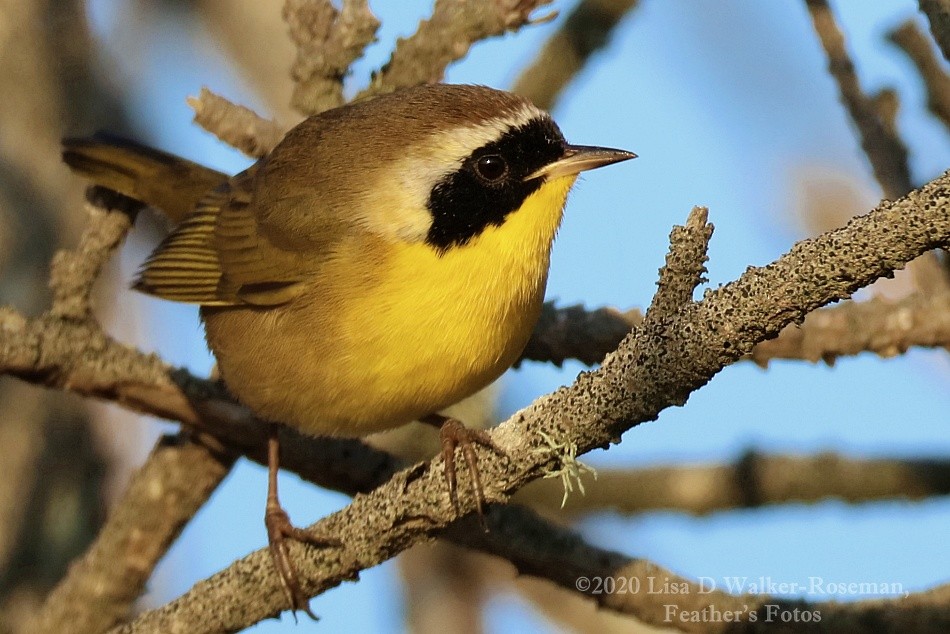 Common Yellowthroat - ML260682941