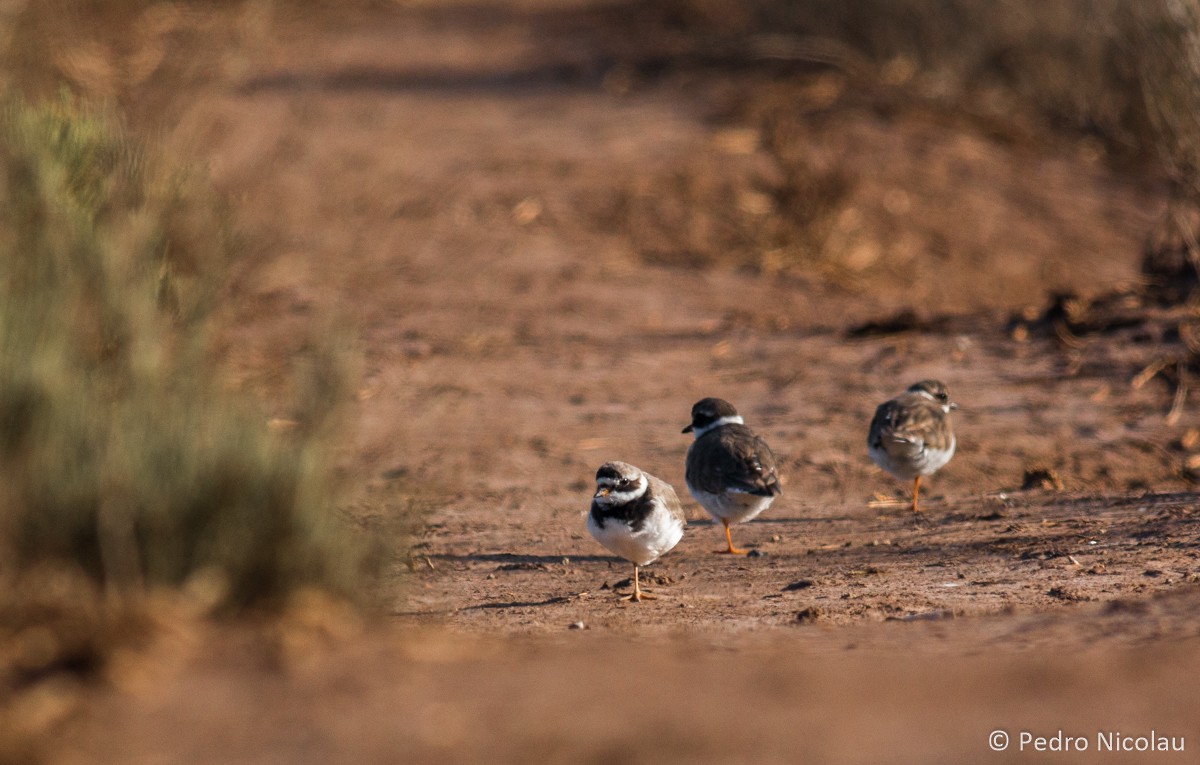 Common Ringed Plover - ML26068301