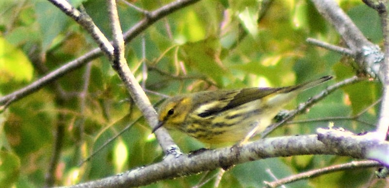 Cape May Warbler - ML260684691