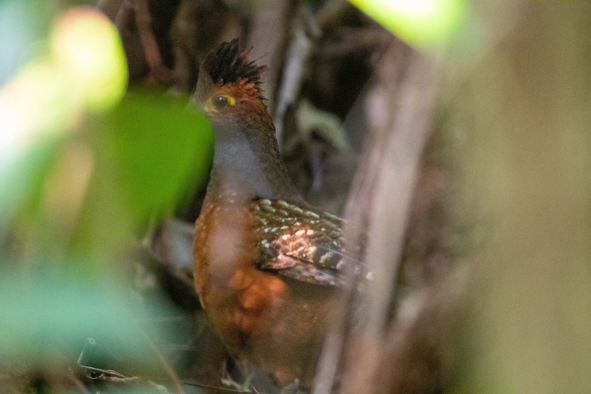 Starred Wood-Quail - ML260685671