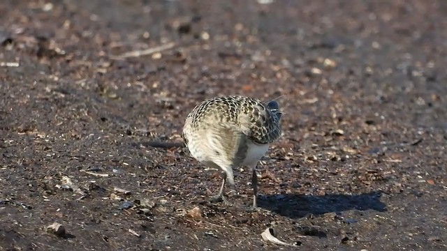 Correlimos de Baird - ML260686191