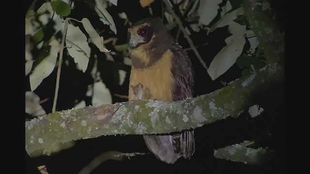 Tawny-browed Owl - ML260686651