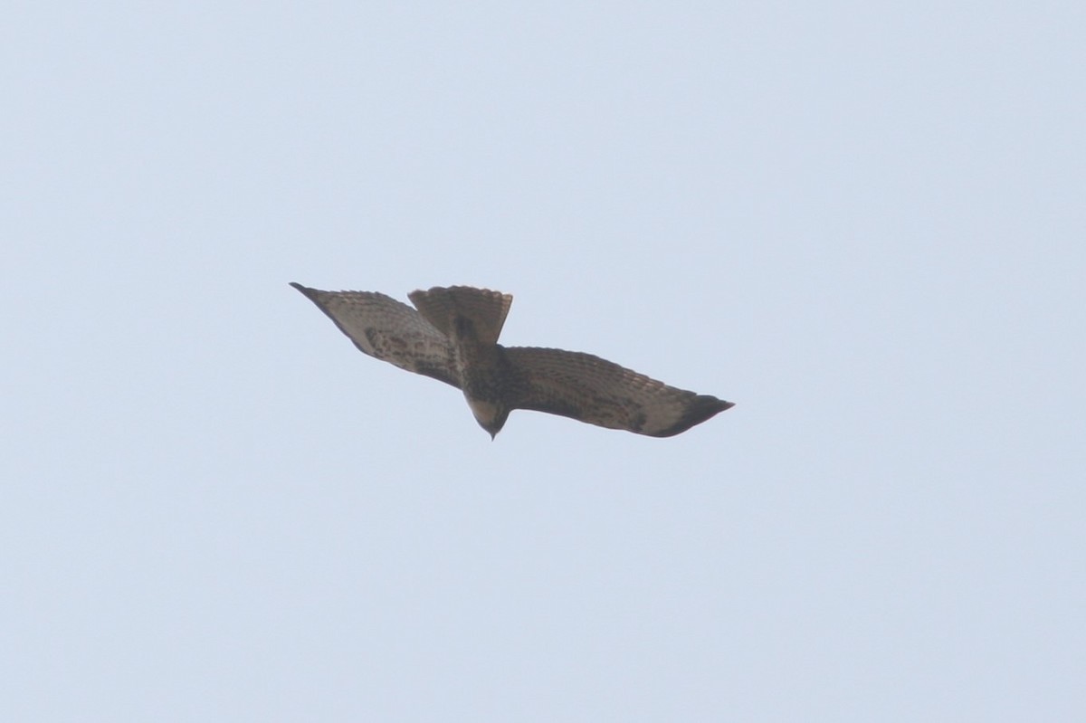 Red-tailed Hawk - Frank Severson