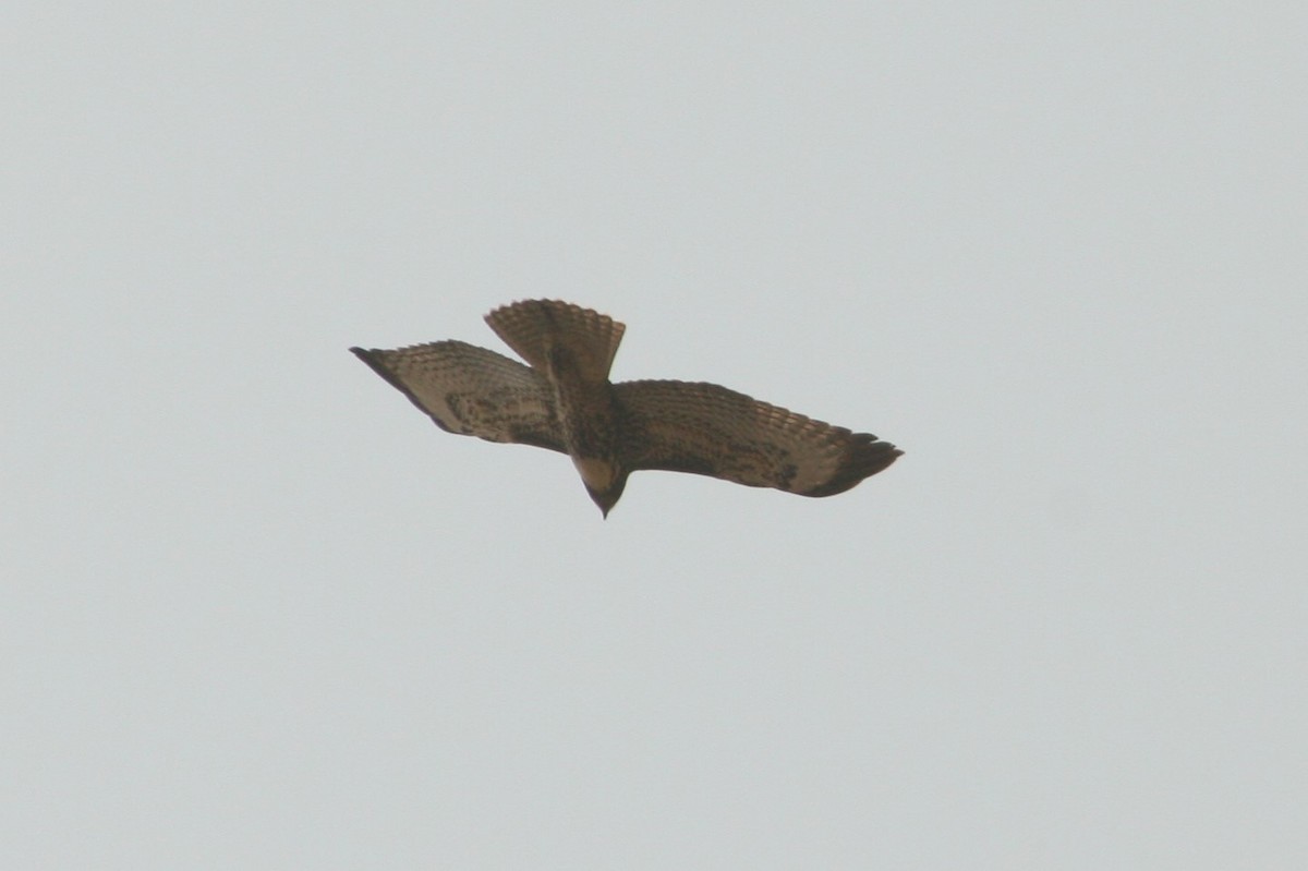 Red-tailed Hawk - Frank Severson