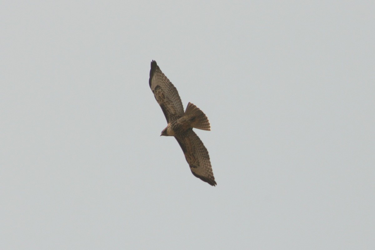 Red-tailed Hawk - ML260686791