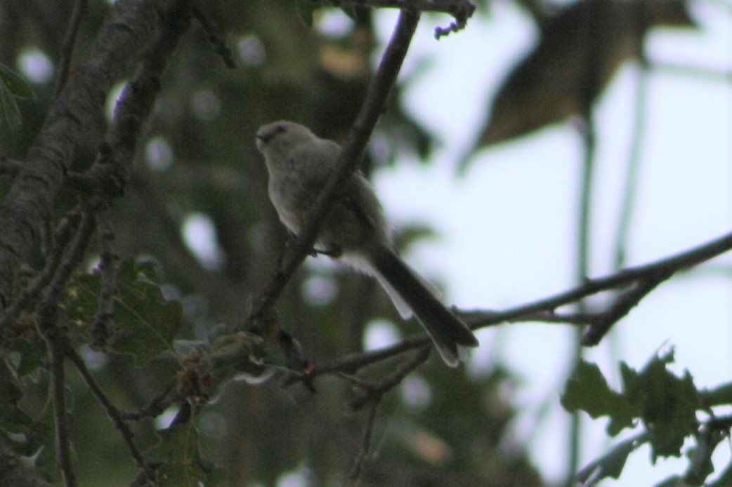 Bushtit - ML260686841