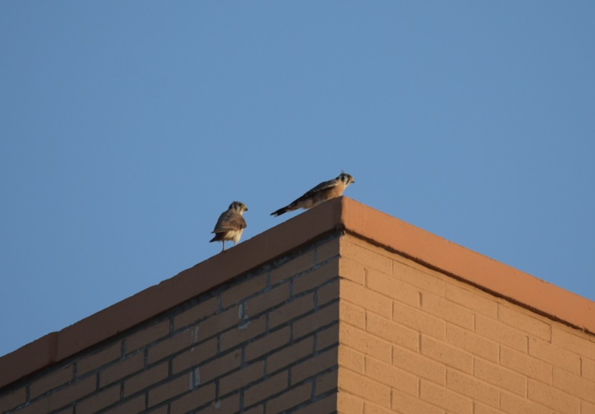 American Kestrel - ML260687631