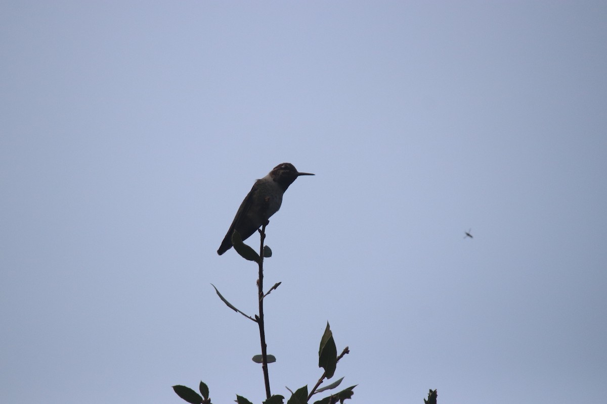 Anna's Hummingbird - ML260688201