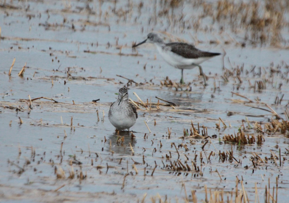 Greater Yellowlegs - Alexander Lees