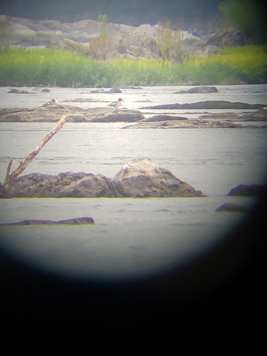 Common Merganser - Al Guarente