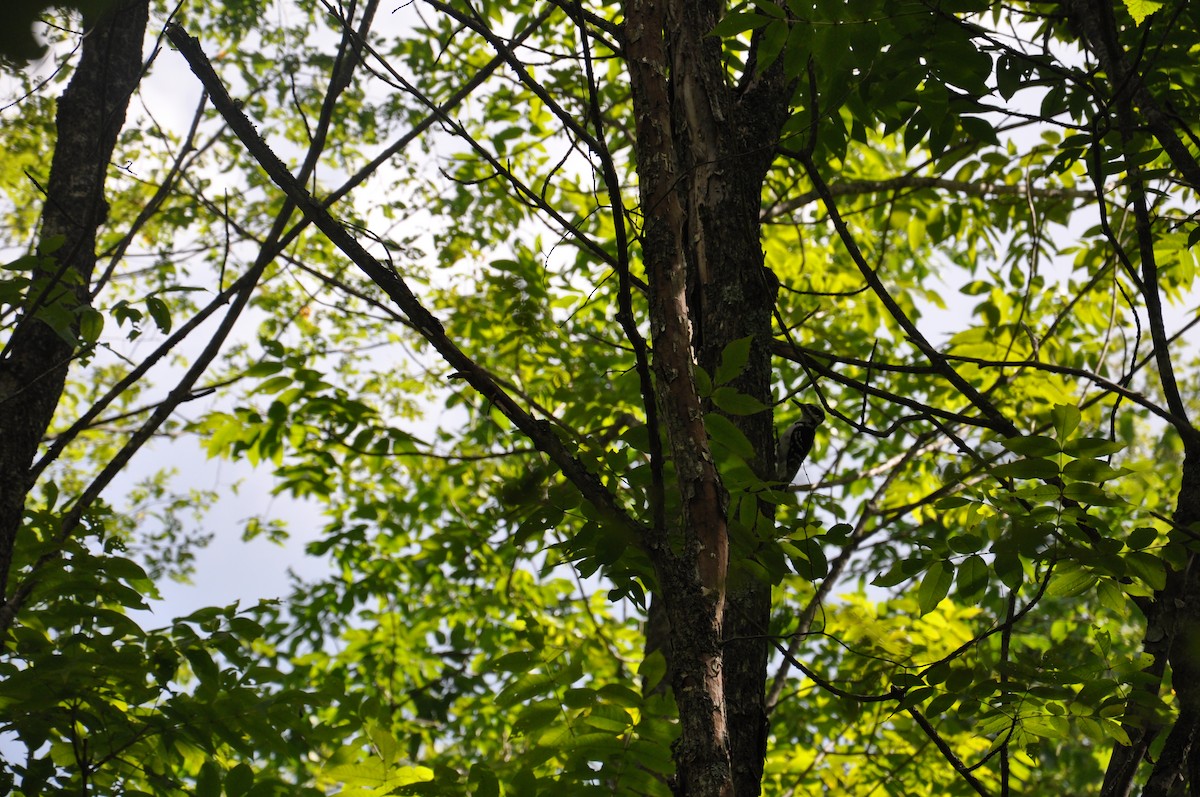 Hairy Woodpecker - ML260689481