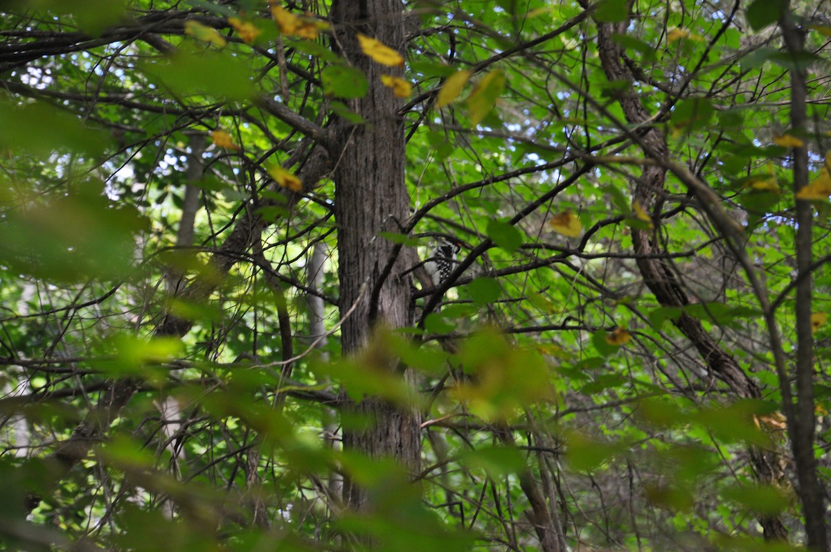 Hairy Woodpecker - ML260689491