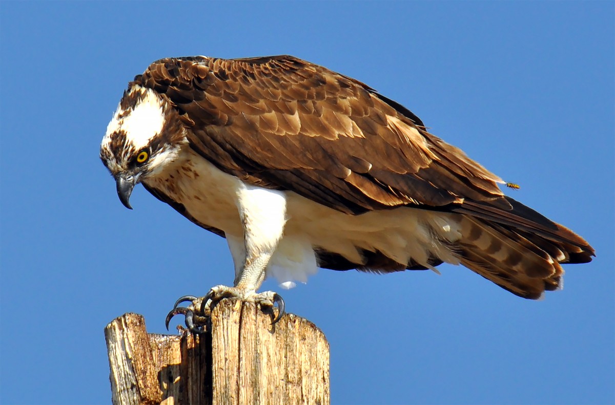 Águila Pescadora - ML260691131