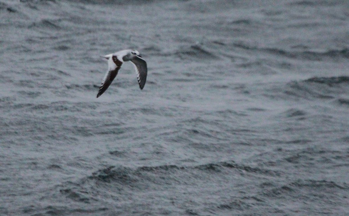 Gaviota Enana - ML26069181