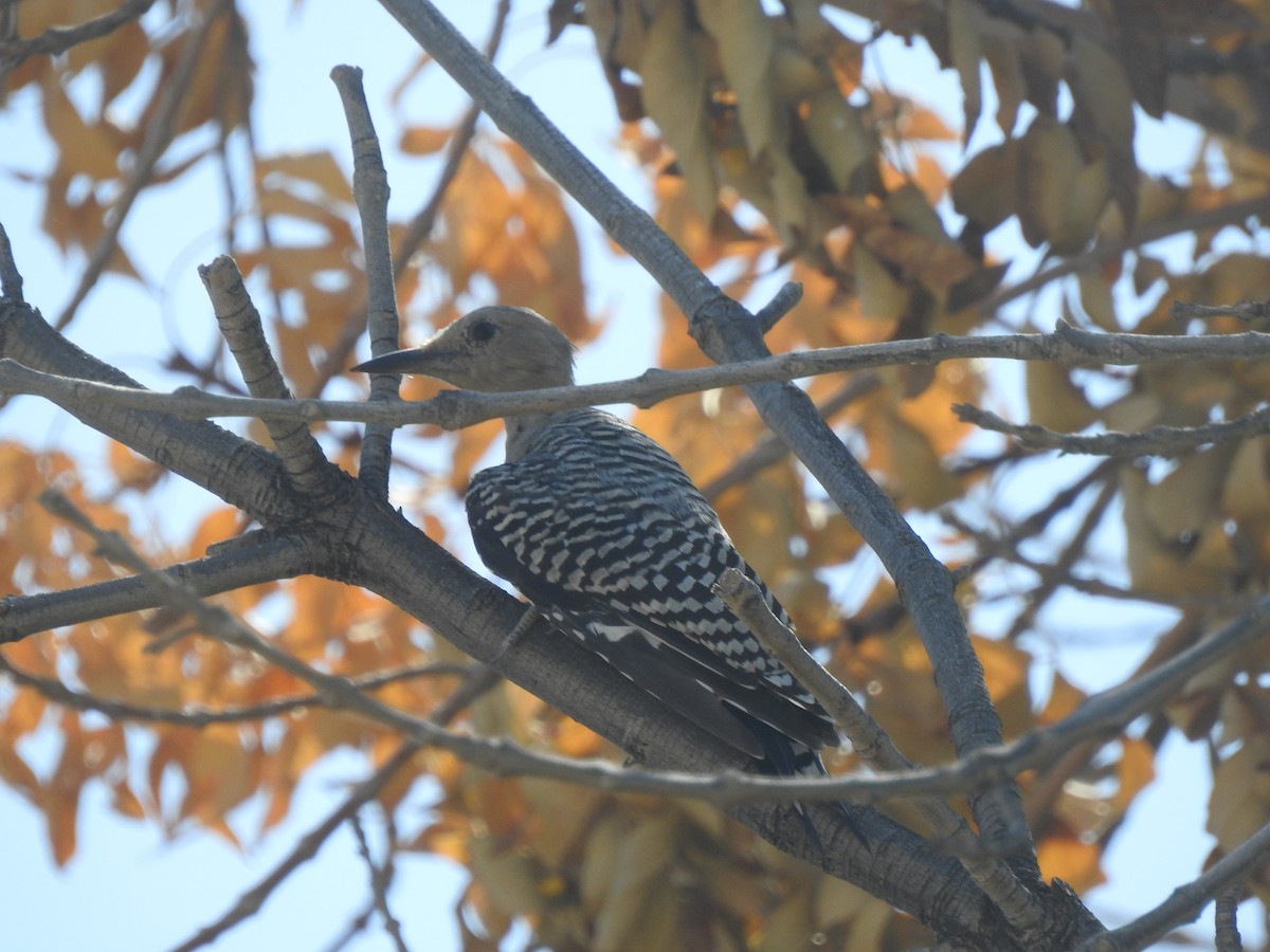 Gila Woodpecker - Jonathan Nakai