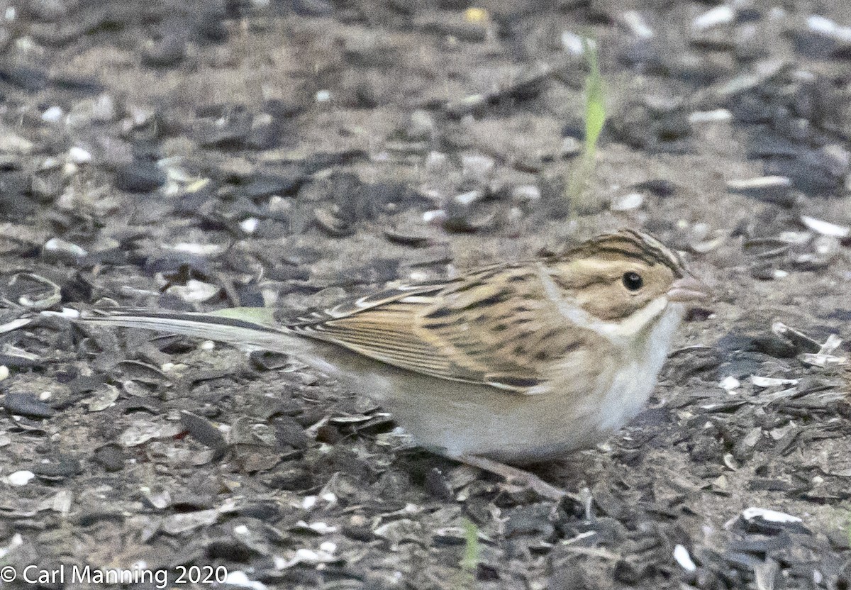 Clay-colored Sparrow - ML260694631