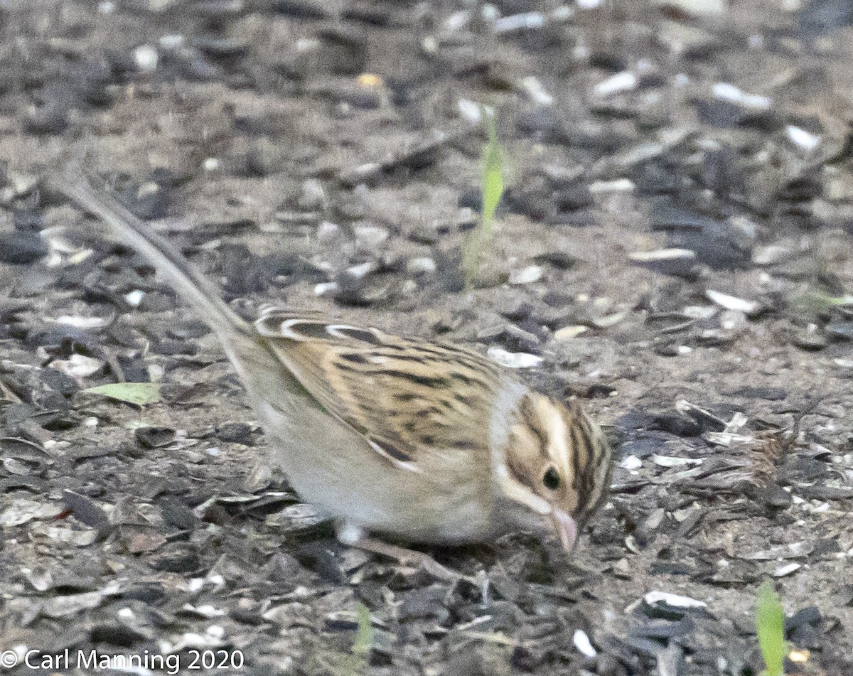 Clay-colored Sparrow - ML260694641