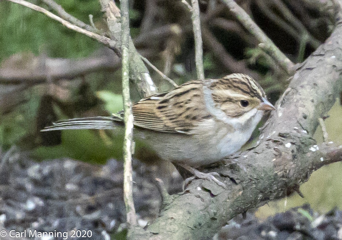 Clay-colored Sparrow - ML260694651