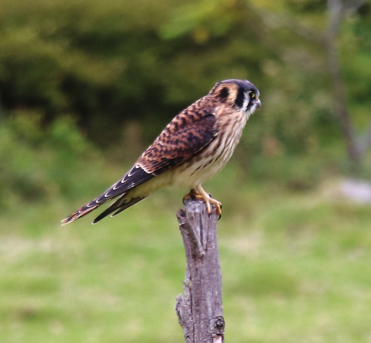 American Kestrel - ML260694731