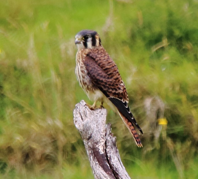 American Kestrel - ML260694741