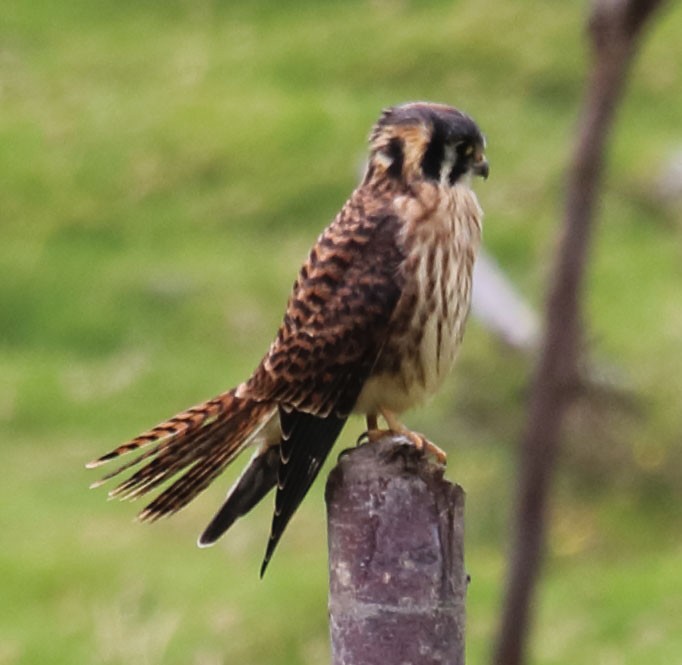 American Kestrel - ML260694751