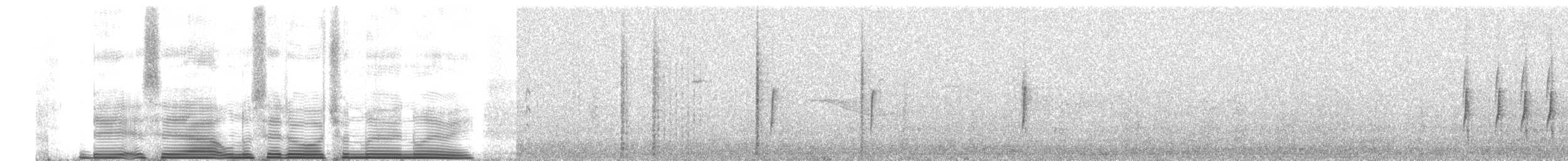 White-throated Tyrannulet - ML260695