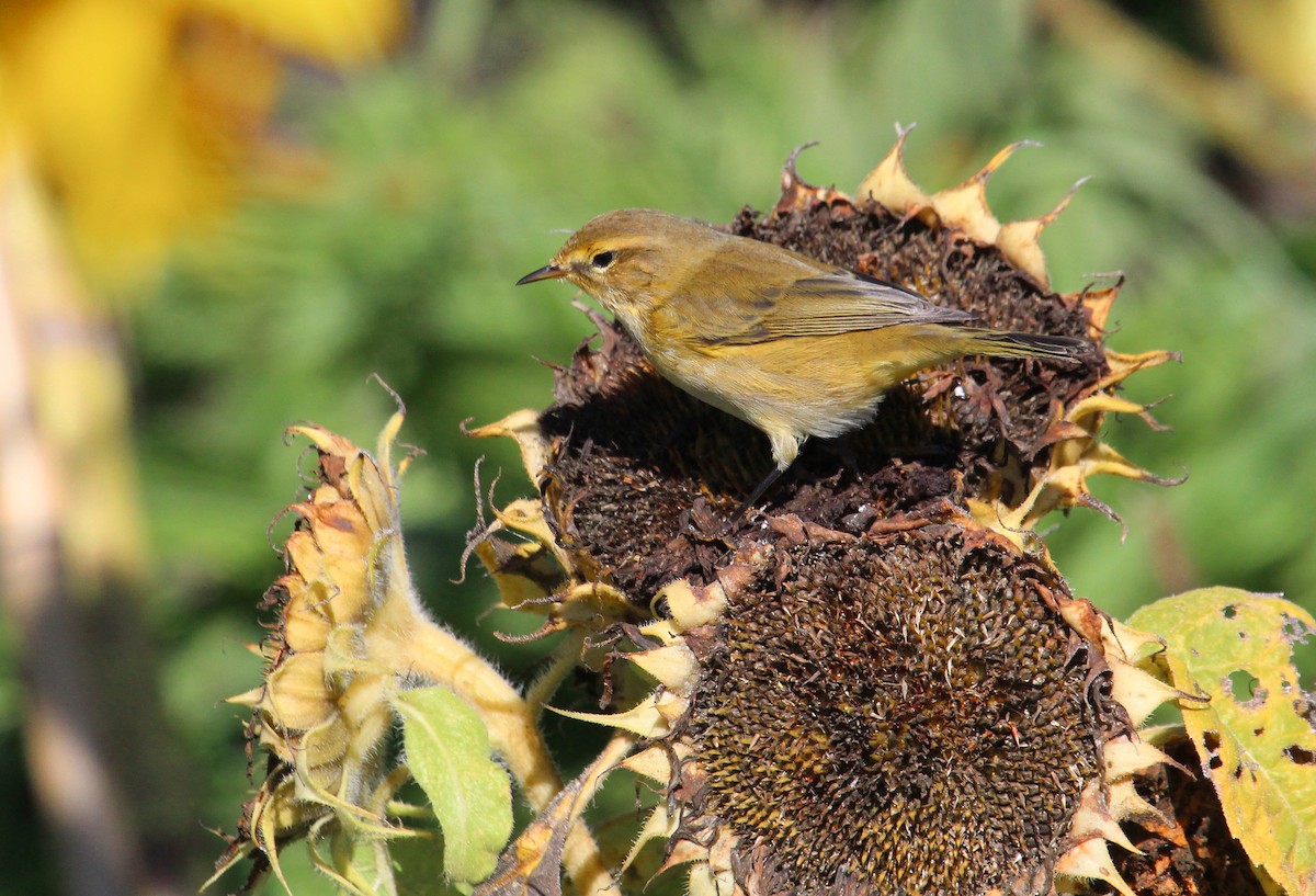 Common Chiffchaff (Common) - ML26069501