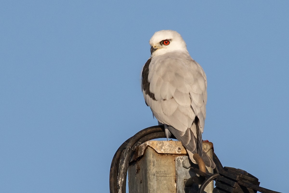 Black-shouldered Kite - ML260695801