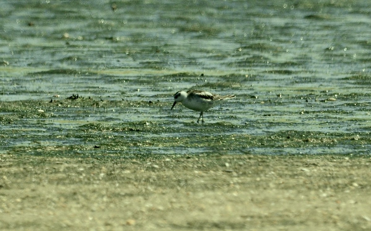 Red Phalarope - ML260696031