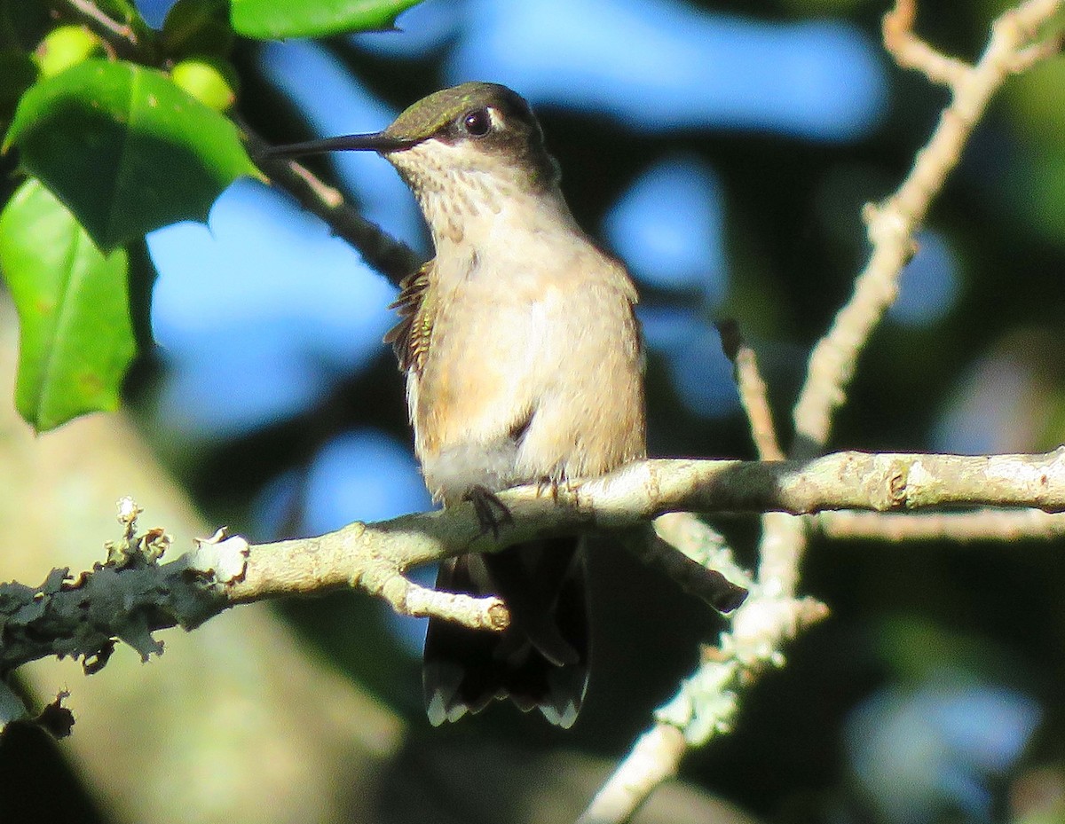 Ruby-throated Hummingbird - Sharon Lynn