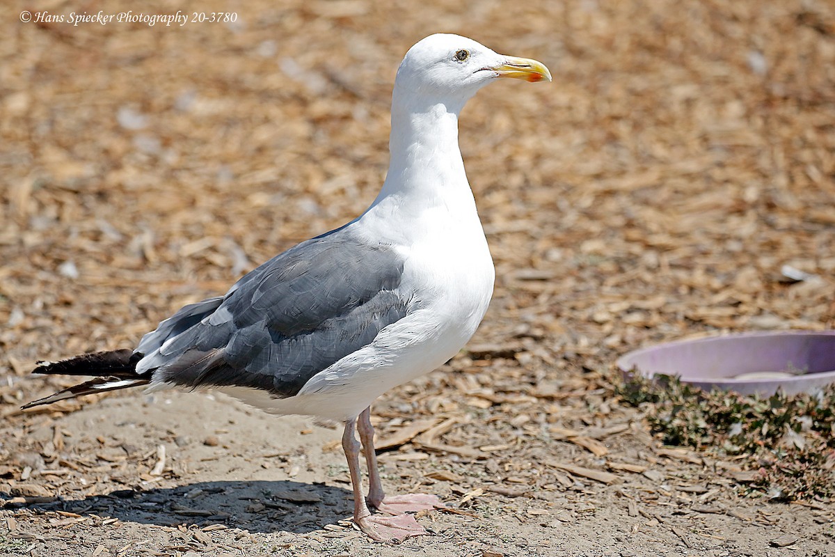 Western Gull - ML260697291