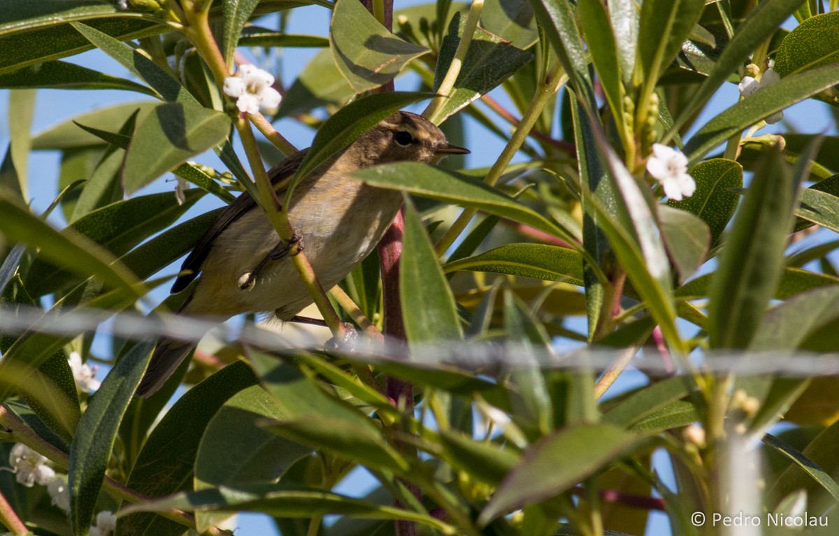 Common Chiffchaff - ML26069761