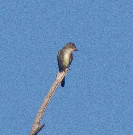 Olive-sided Flycatcher - Jason Forbes