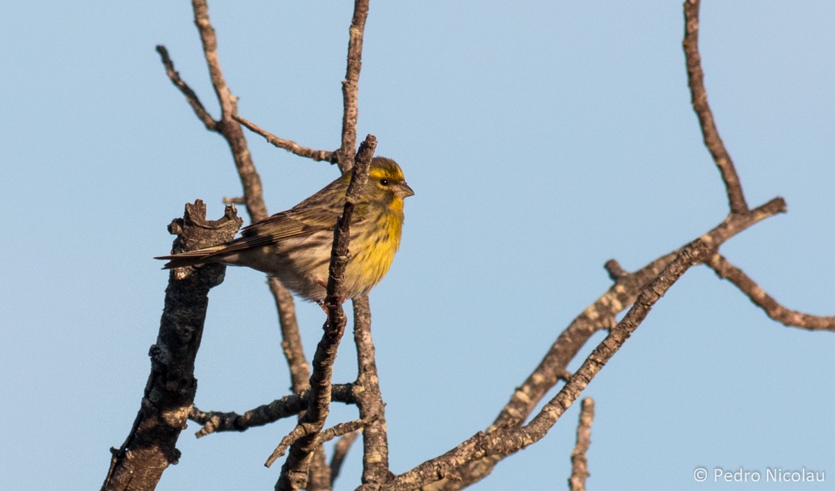 European Serin - Pedro Nicolau